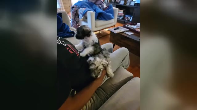 Video preview image #3 Schnauzer (Miniature) Puppy For Sale in ATLANTA, GA, USA