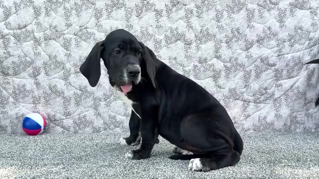 Video preview image #17 Great Dane Puppy For Sale in WAKARUSA, IN, USA