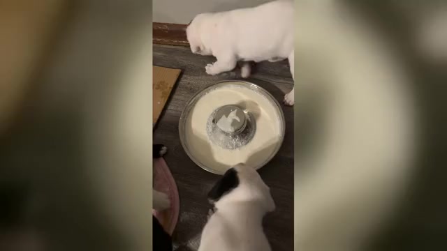 Video preview image #2 America Bandogge Mastiff-Cane Corso Mix Puppy For Sale in WICHITA, KS, USA