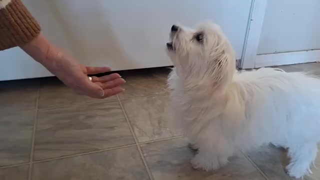 Video preview image #7 Maltese Puppy For Sale in BEAR RIVER, WY, USA