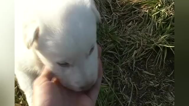 Video preview image #1 German Shepherd Dog Puppy For Sale in PIEDMONT, MO, USA