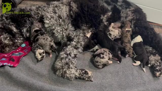 Video preview image #1 Sheepadoodle Puppy For Sale in BROOKSVILLE, FL, USA
