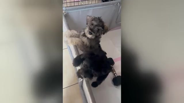 Video preview image #1 Schnauzer (Miniature) Puppy For Sale in MIAMI, FL, USA