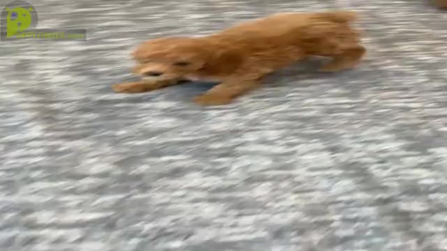 Video preview image #5 Poodle (Toy) Puppy For Sale in WARSAW, IN, USA