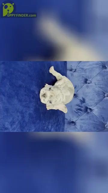 Video preview image #2 French Bulldog Puppy For Sale in ATLANTA, GA, USA