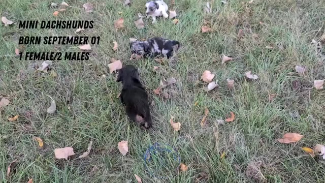 Video preview image #2 Dachshund Puppy For Sale in GOSHEN, IN, USA