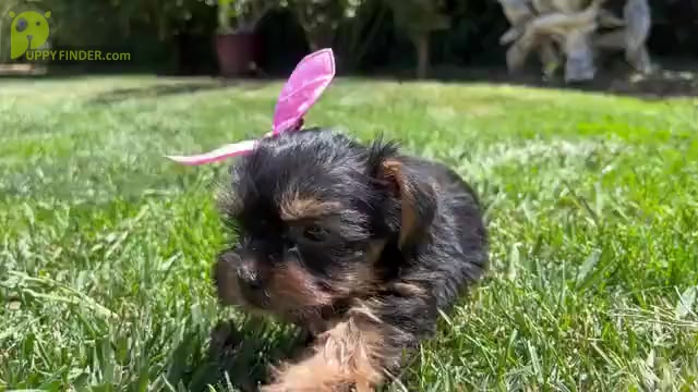 Video preview image #1 Yorkshire Terrier Puppy For Sale in WATERFORD, CA, USA