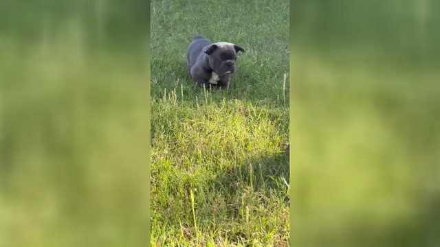 Video preview image #9 French Bulldog Puppy For Sale in ORANGE, TX, USA