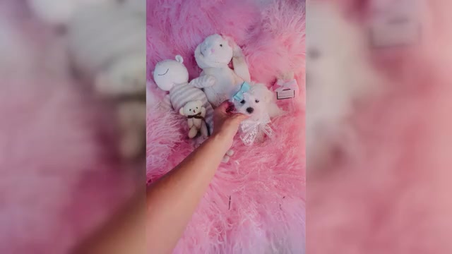 Video preview image #2 Maltese Puppy For Sale in FORT LAUDERDALE, FL, USA