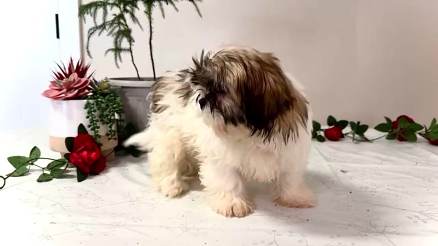 Video preview image #2 Shih Tzu Puppy For Sale in WAKARUSA, IN, USA