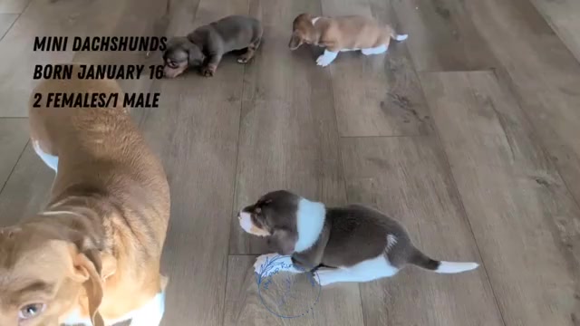 Video preview image #1 Dachshund Puppy For Sale in GOSHEN, IN, USA