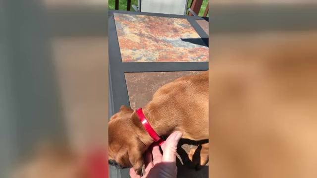 Video preview image #6 Boxer Puppy For Sale in APPLE CREEK, OH, USA