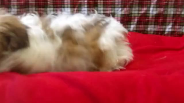Video preview image #1 Zuchon Puppy For Sale in PATERSON, NJ, USA