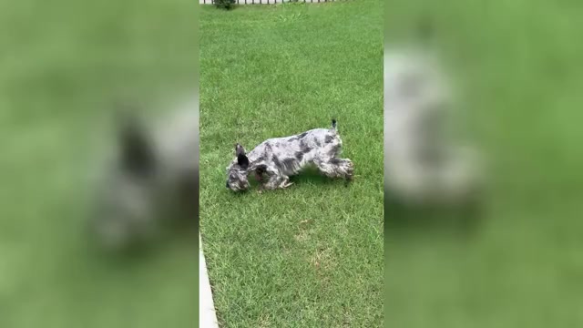 Video preview image #1 Schnauzer (Miniature) Puppy For Sale in JEFFERSON, GA, USA