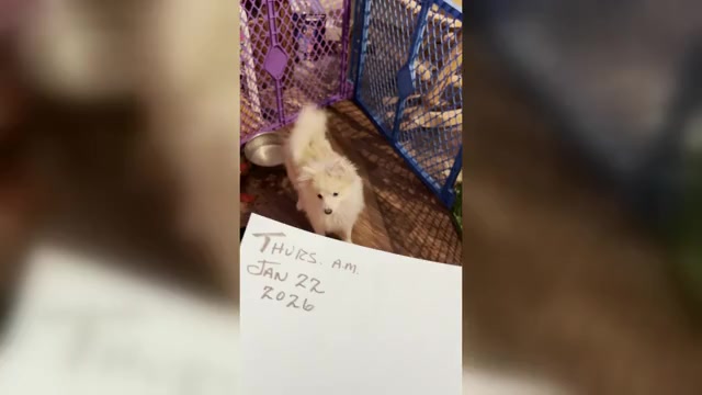 Video preview image #4 Pomsky Puppy For Sale in GOLDEN VALLEY, AZ, USA