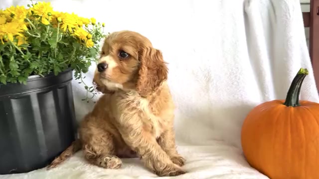 Video preview image #2 Cockalier Puppy For Sale in WAKARUSA, IN, USA