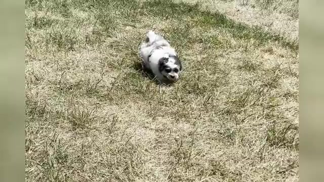 Video preview image #1 Maltipoo Puppy For Sale in WARSAW, IN, USA