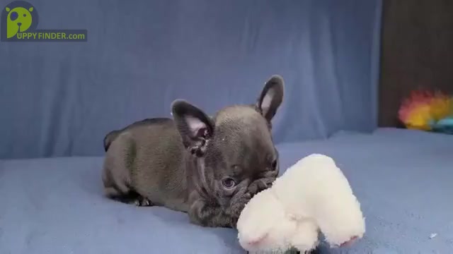 Video preview image #3 French Bulldog Puppy For Sale in BOSTON, MA, USA