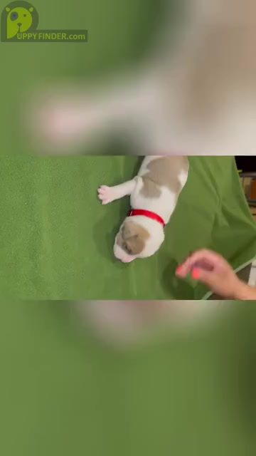 Video preview image #1 American Bully Puppy For Sale in BOWIE, MD, USA
