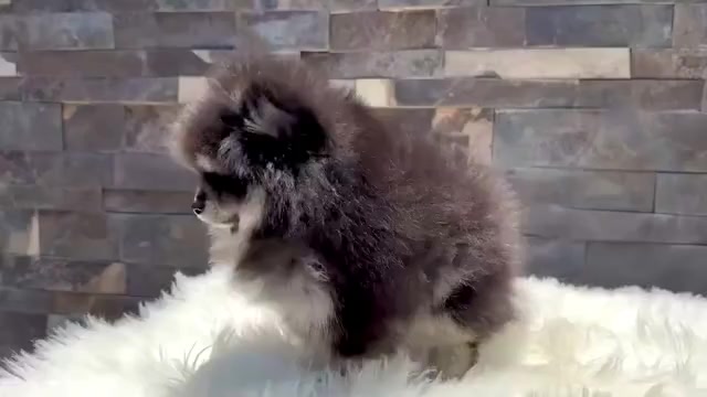 Video preview image #1 Pomeranian Puppy For Sale in BEAVERTON, OR, USA