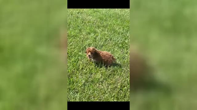 Video preview image #1 Poodle (Toy) Puppy For Sale in WARSAW, IN, USA