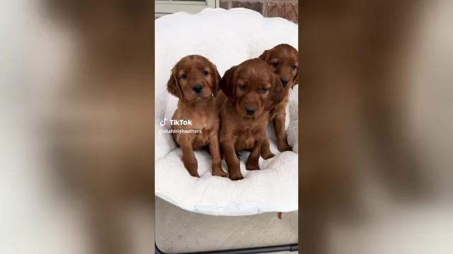 Video preview image #3 Irish Setter Puppy For Sale in OREM, UT, USA
