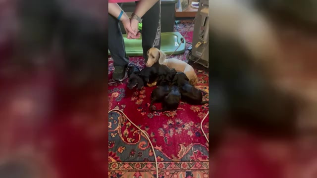 Video preview image #2 Dachshund Puppy For Sale in WEST ORANGE, TX, USA