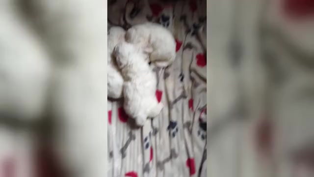 Video preview image #2 Bichon Frise Puppy For Sale in QUILCENE, WA, USA