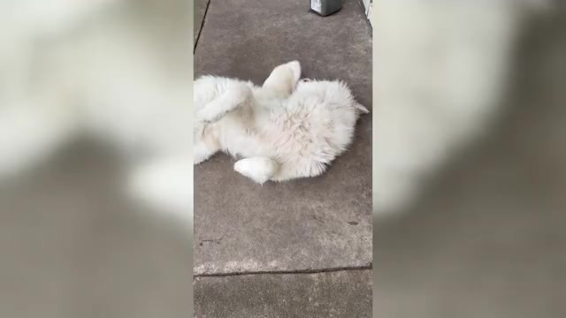 Video preview image #1 Ausky-Great Pyrenees Mix Puppy For Sale in EDNA, TX, USA