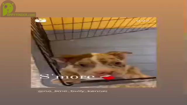 Video preview image #2 American Bully Puppy For Sale in SOUTHFIELD, MI, USA