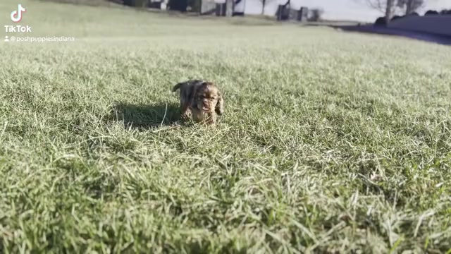 Video preview image #14 Cocker Spaniel Puppy For Sale in WARSAW, IN, USA