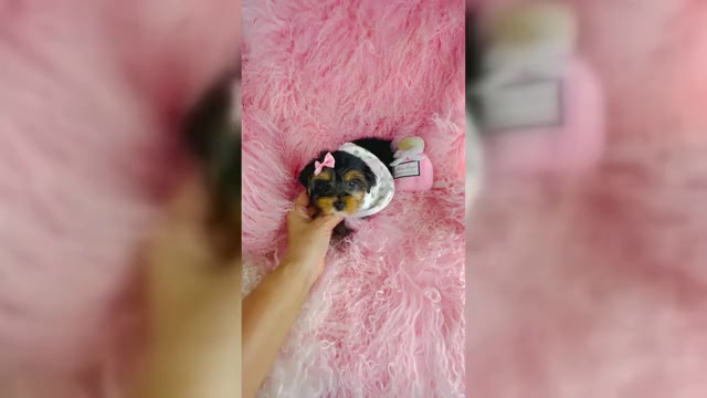 Video preview image #7 Yorkshire Terrier Puppy For Sale in MELROSE VISTA, FL, USA
