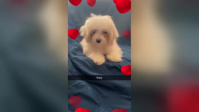 Video preview image #1 Maltipoo (Miniature) Puppy For Sale in HIGH POINT, NC, USA