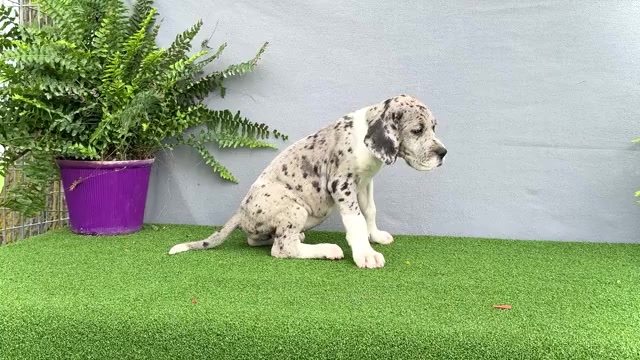 Video preview image #6 Great Dane Puppy For Sale in WAKARUSA, IN, USA