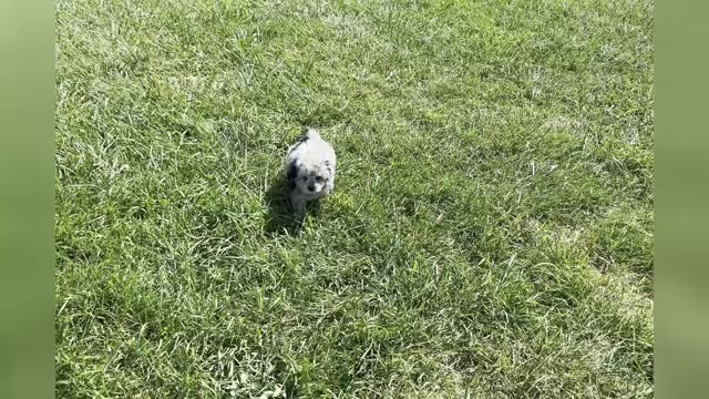 Video preview image #1 Maltipoo Puppy For Sale in WARSAW, IN, USA