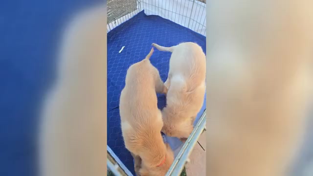 Video preview image #1 Golden Retriever Puppy For Sale in TARZANA, CA, USA