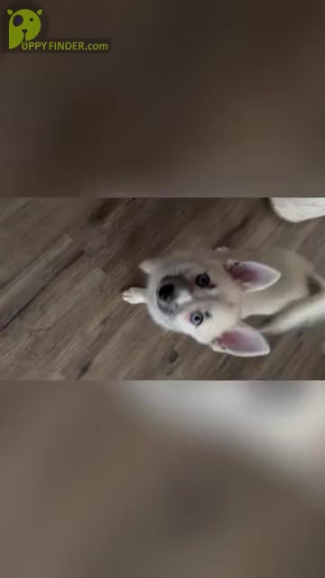 Video preview image #4 Pomsky Puppy For Sale in LOVELAND, CO, USA