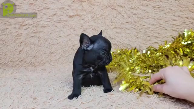 Video preview image #2 French Bulldog Puppy For Sale in CLINTON, NJ, USA