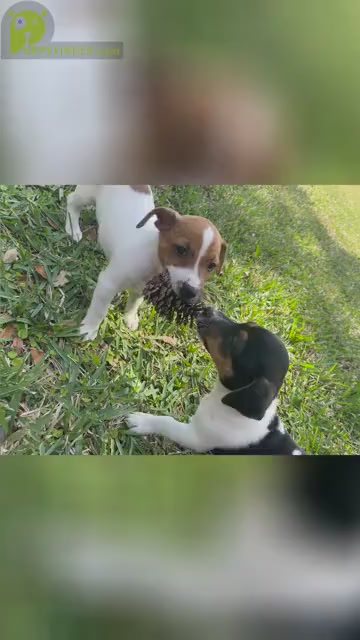 Video preview image #2 Jack Russell Terrier Puppy For Sale in FORT PIERCE, FL, USA