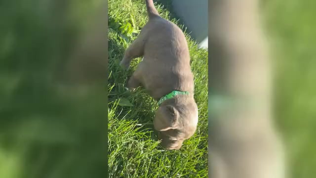 Video preview image #2 Labrador Retriever Puppy For Sale in WALDRON, MI, USA