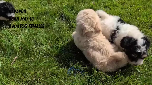 Video preview image #2 Poovanese Puppy For Sale in GOSHEN, IN, USA