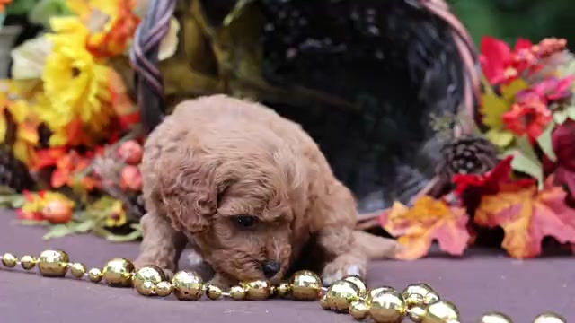 Video preview image #1 Cavapoo Puppy For Sale in JONES, MI, USA