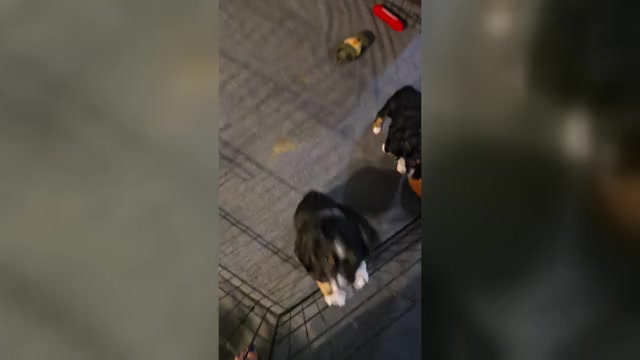 Video preview image #1 Miniature Australian Shepherd Puppy For Sale in WADESBORO, NC, USA
