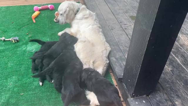 Video preview image #1 Golden Mountain Dog Puppy For Sale in DRAIN, OR, USA