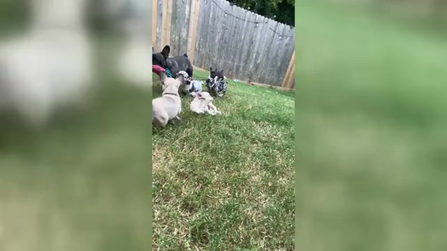 Video preview image #1 French Bulldog Puppy For Sale in PFLUGERVILLE, TX, USA