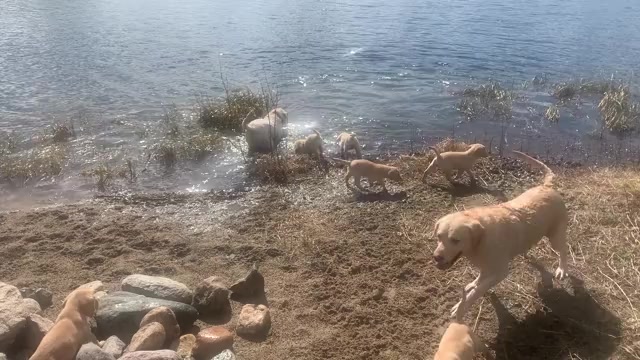 Video preview image #1 Labrador Retriever Puppy For Sale in GRAND RAPIDS, MN, USA