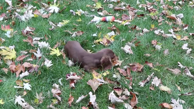 Video preview image #1 Dachshund Puppy For Sale in SHILOH, OH, USA