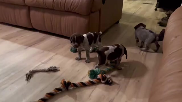 Video preview image #1 German Shorthaired Pointer-German Wirehaired Pointer Mix Puppy For Sale in DEFUNIAK SPRINGS, FL, USA
