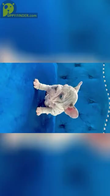 Video preview image #2 French Bulldog Puppy For Sale in PHOENIX, AZ, USA
