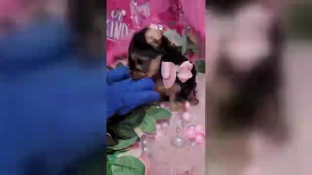 Video preview image #2 Yorkshire Terrier Puppy For Sale in HARKER HEIGHTS, TX, USA